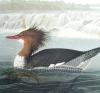 Goosander